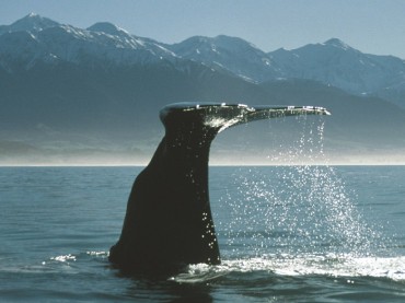 Whale Watch Kaikoura